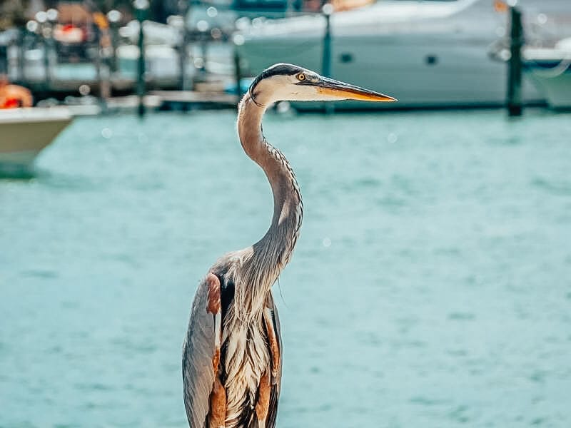 Great Heron at Clearwater Beach
