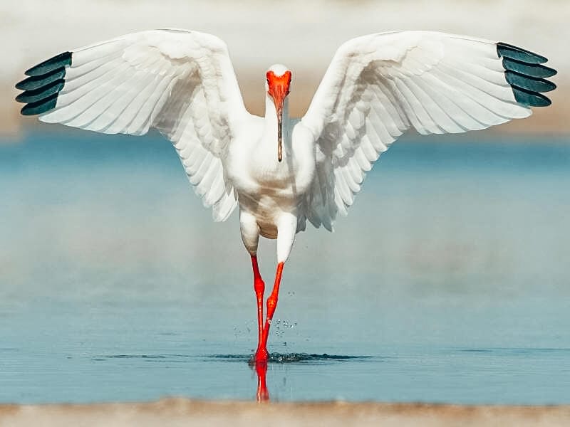 white ibis at Fort de Soto Park