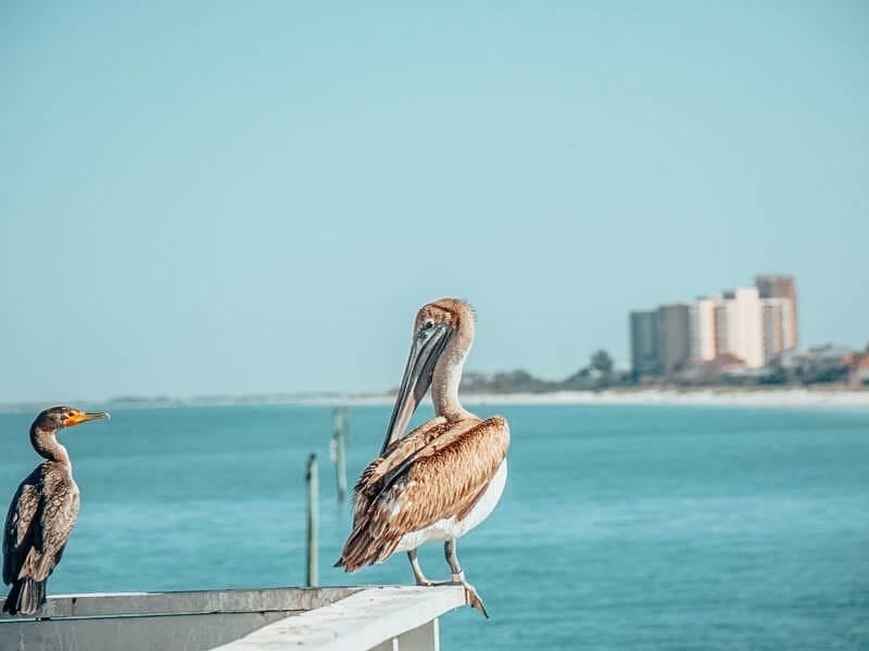 Brown Pelican at Clearwater Beach