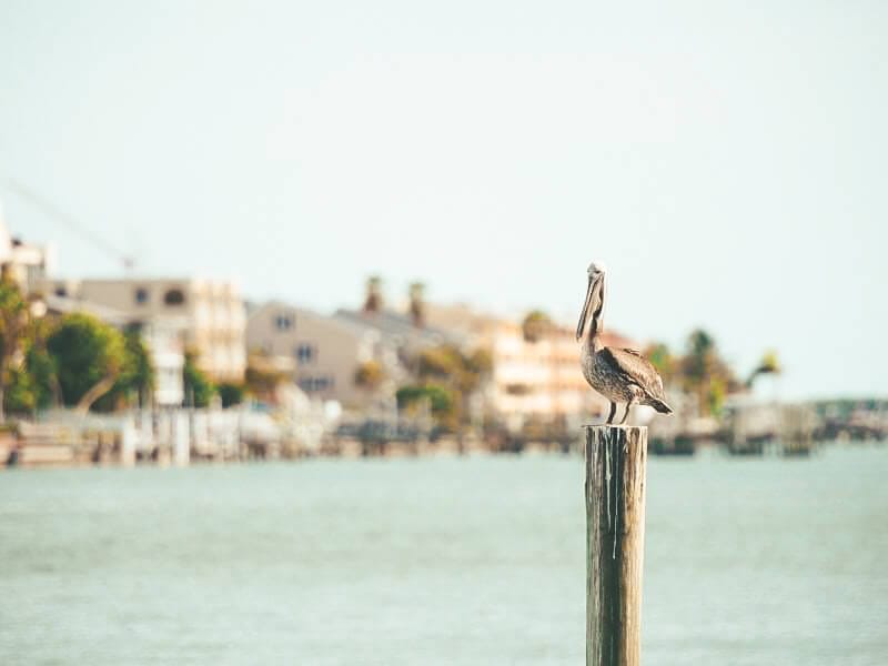 pelican at Pass-a-Grille Beach