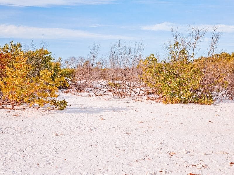 Honeymoon Island State Park