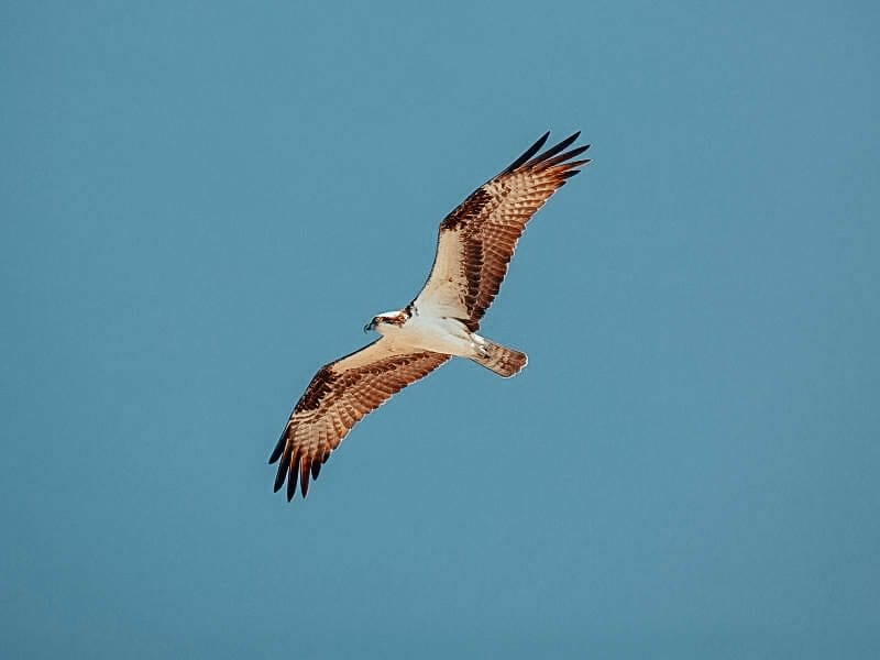 osprey at Fort de Soto Park