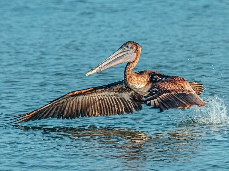 pelican at Fort de Soto Park