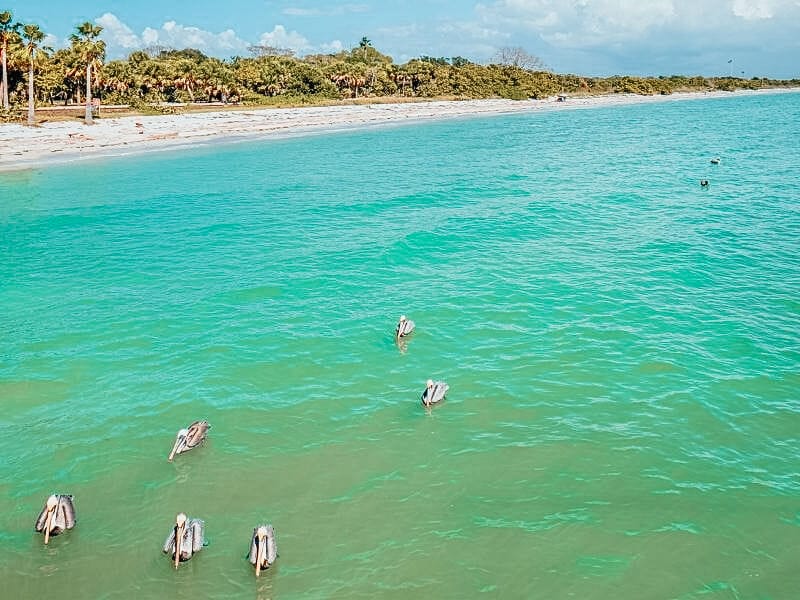 pelicans at Fort de Soto Park