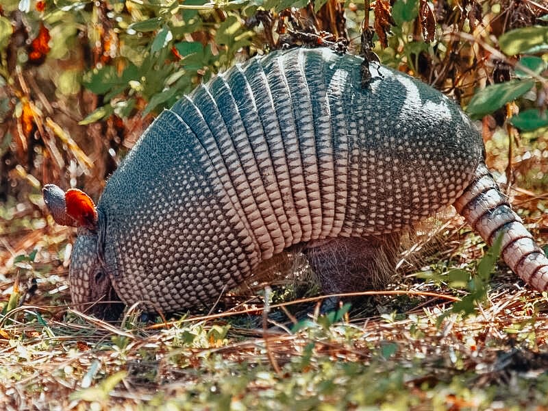 Armadillo at Sand Key Park