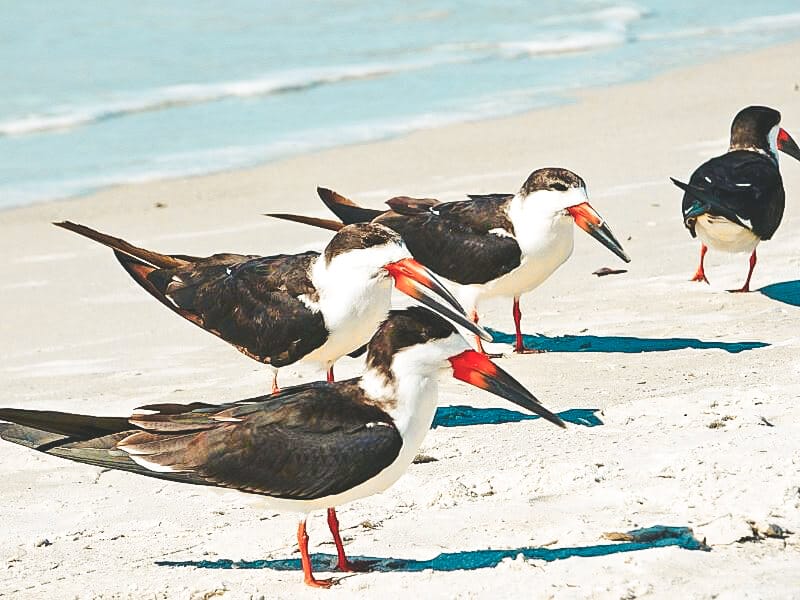 black skimmers on madeira beach