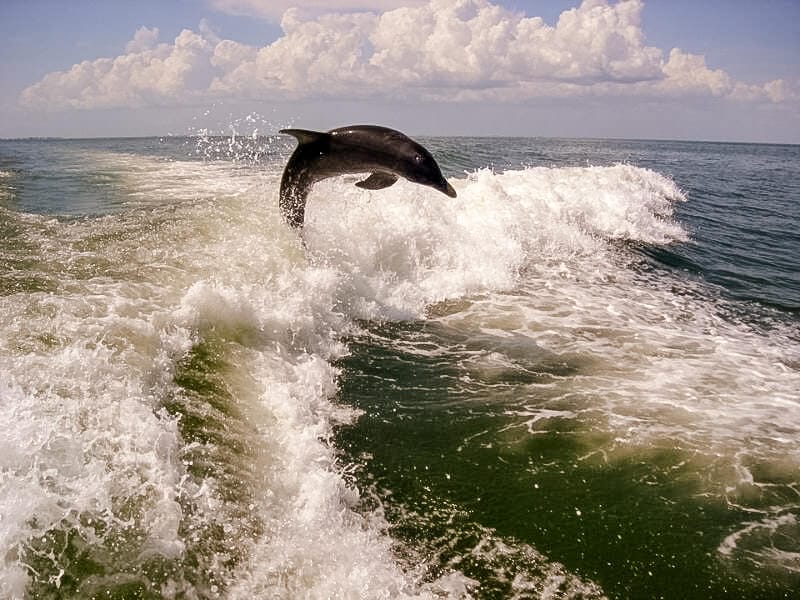 Photo of a dolphin as it breaches the water in the gulf of Mexico near destin 