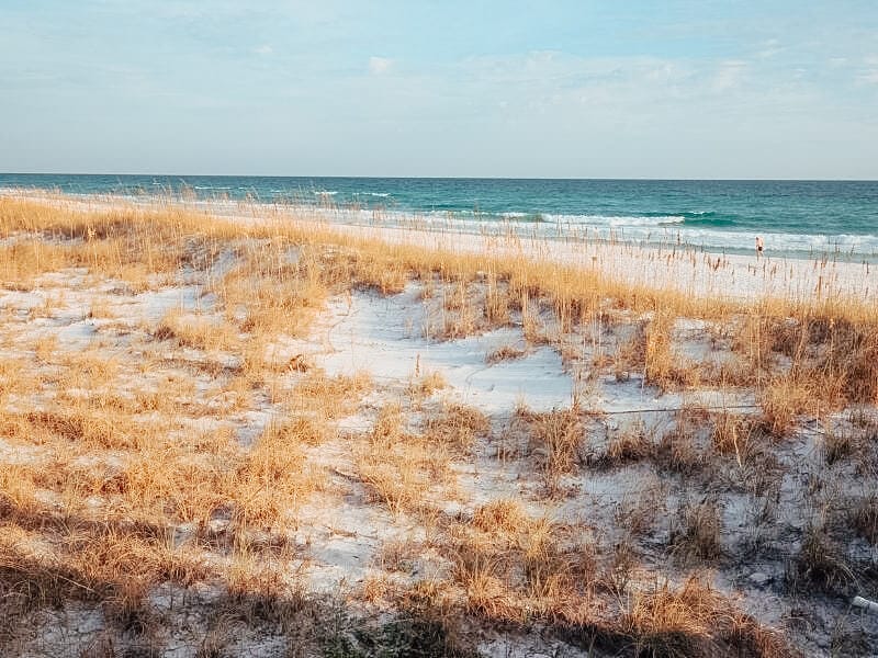 photo of the beach at Henderson beach state park, showing some of the coastal scrub that runs alongside the beach.
