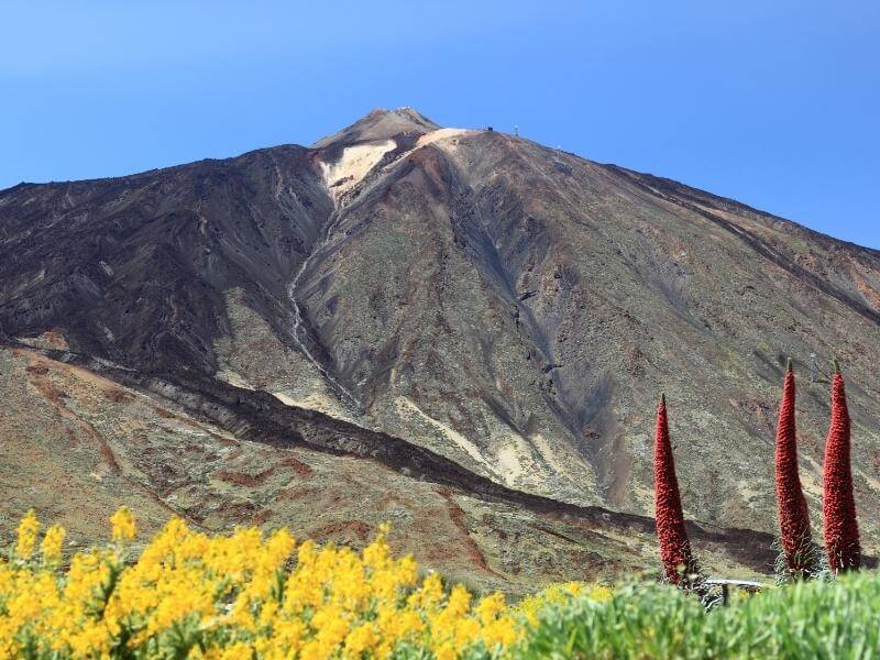 Fauna  in Teide National park