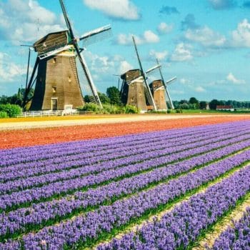 Purple and pink hyacinth flowers in front of three windmills in the Keukenhof Bulb region