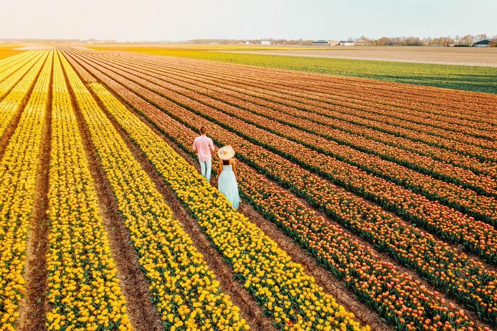 Drone aerial view from above couple of men and woman in a tulip field, Noordoostpolder Netherlands, Bulb region Holland in full bloom during Spring, colorful tulip fields