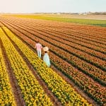 Drone aerial view from above couple of men and woman in a tulip field, Noordoostpolder Netherlands, Bulb region Holland in full bloom during Spring, colorful tulip fields