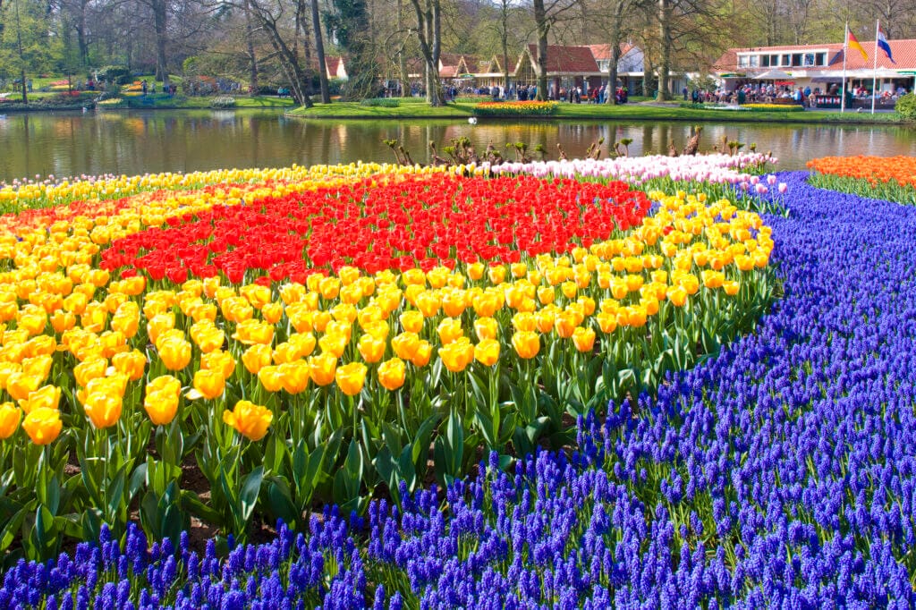 Rows of tulips at Keukenhof