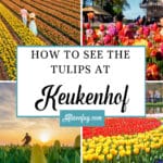 How to see the tulips at Keukenhof