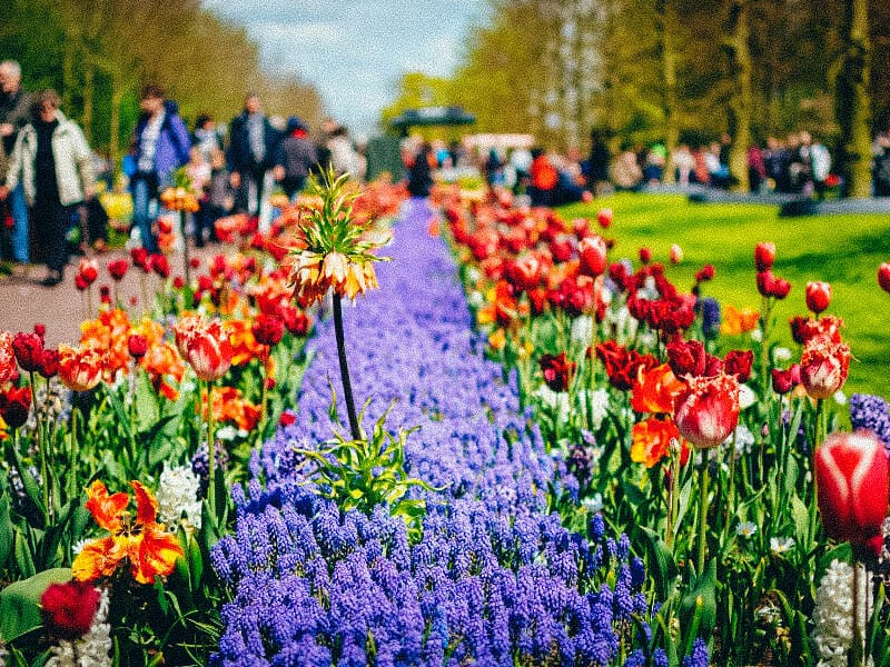 red and purple tulips in keukenhof