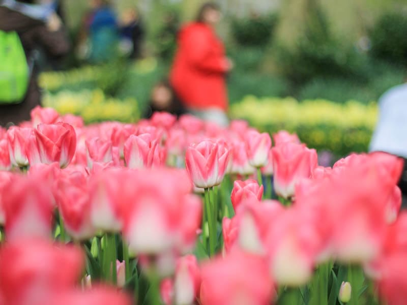 pink tulips in keukenhof