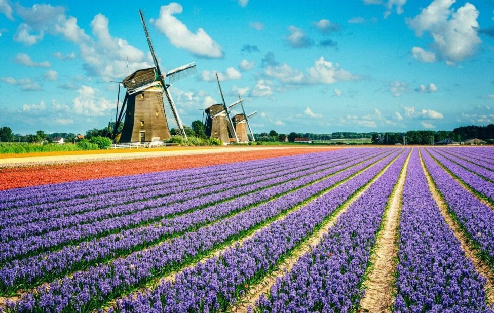 Purple and pink hyacinth flowers in front of three windmills in the Keukenhof Bulb region