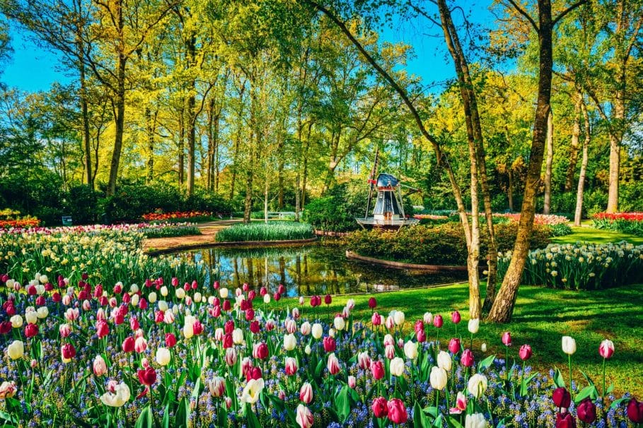 mini windmill in keukenhof gardens surrounded by red and yellow tulips