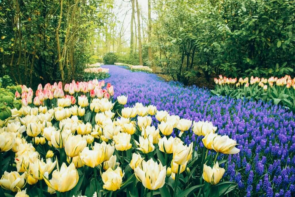 Tulips at Keukenhof