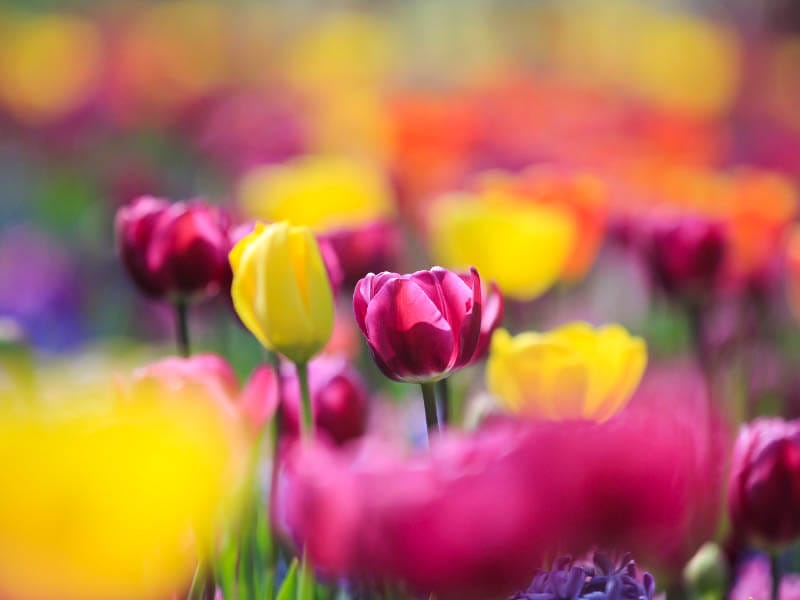 Tulips at Keukenhof