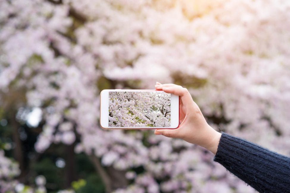 Taking photos of sakura blossoms in Tokyo