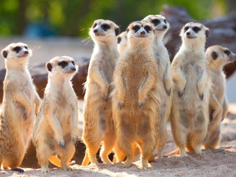 Meerkats at Newquay Zoo