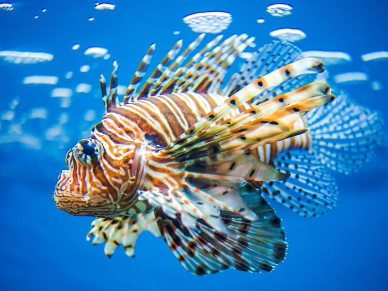 Lionfish, one of the spieces of fish found at the aquarium
