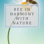 Bee in harmony with nature