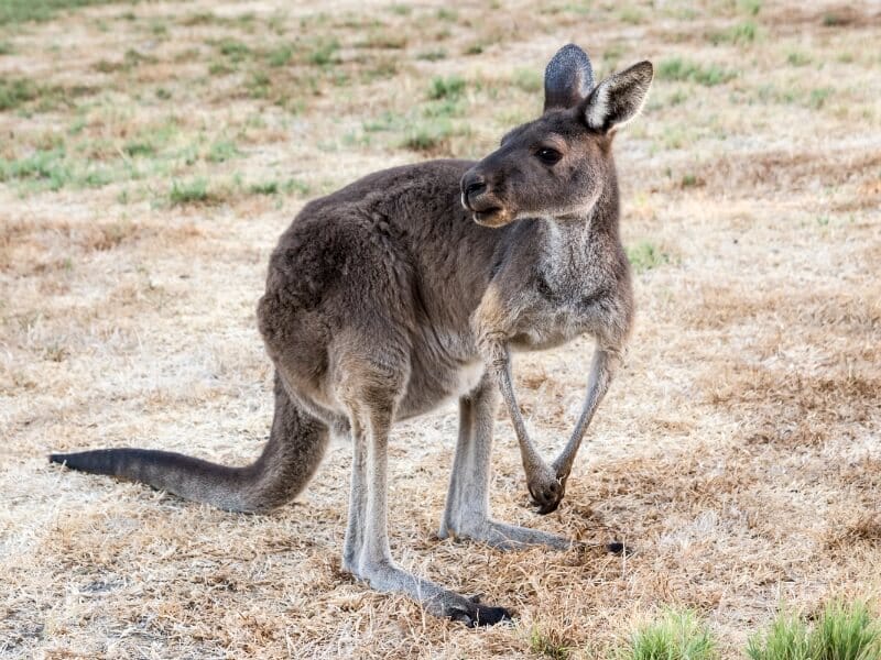 Kangaroo on Heirisson Island