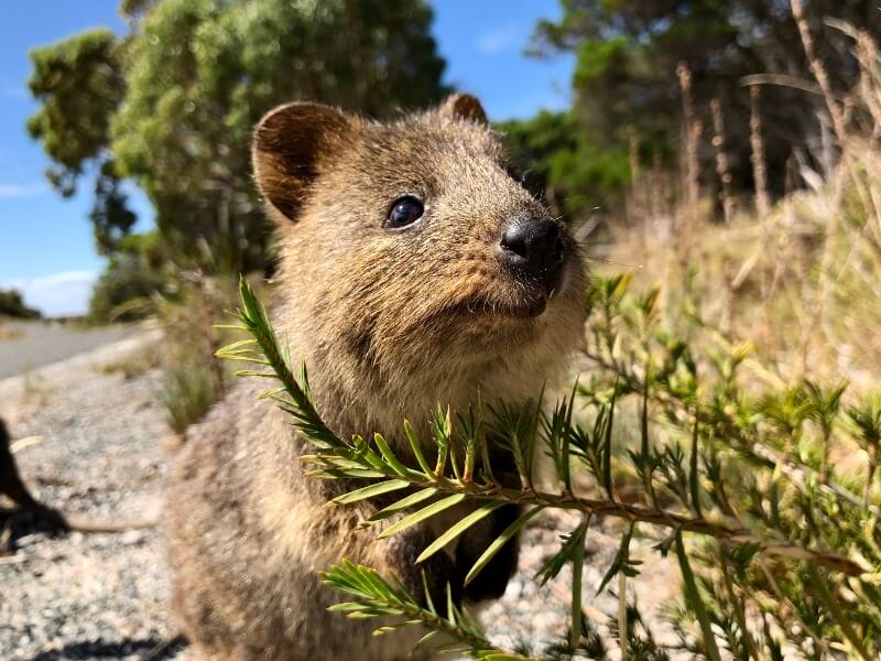 Quokka at Rottnest Island in Australia