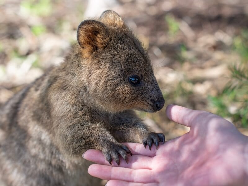 Quokka at Rottnest Island in Australia