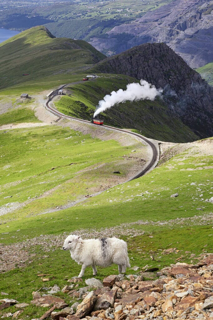 Eryri Mountain Train going up Yr Wyddfa. A sheep wanders in front near the camera.