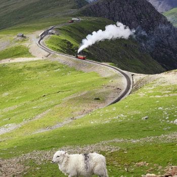Eryri Mountain Train going up Yr Wyddfa. A sheep wanders in front near the camera.