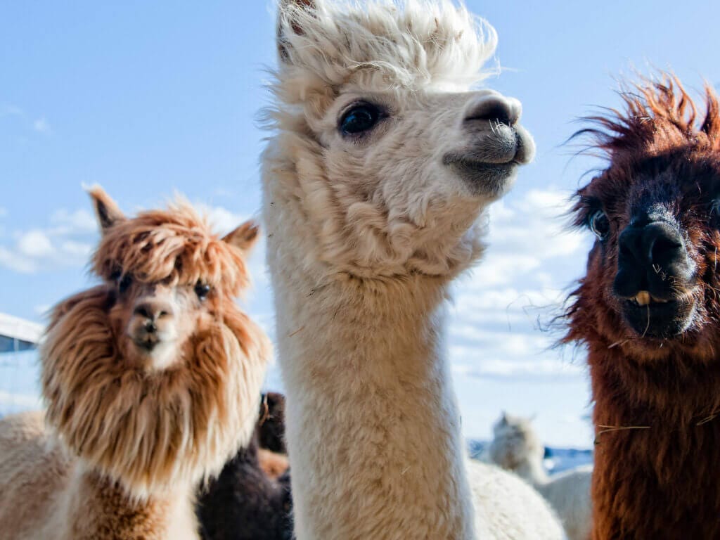 Llama in Peru