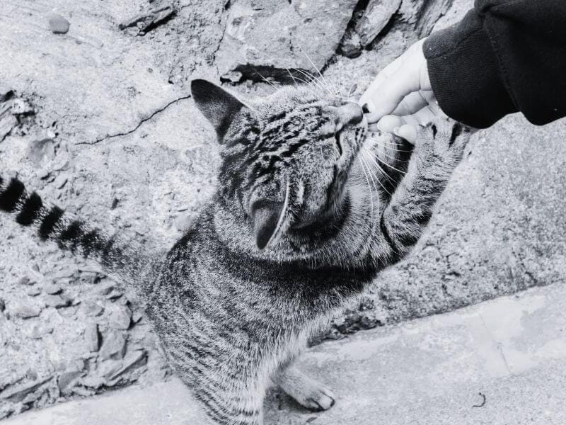 cat on cat island in Japan