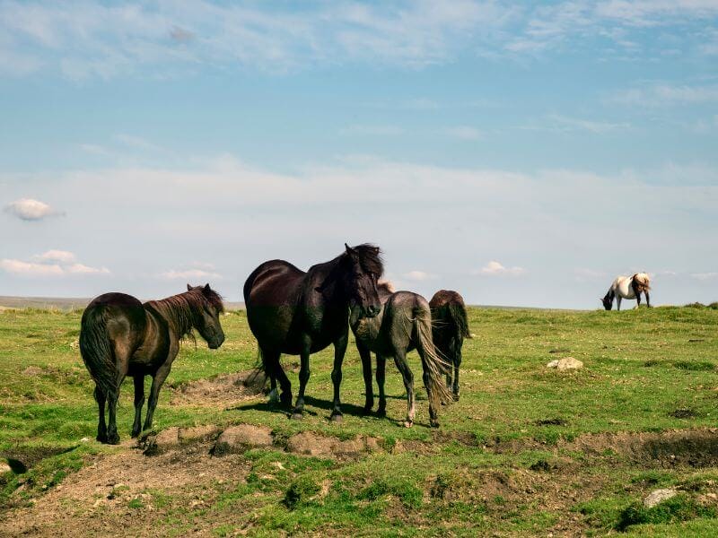 Dartmoor Ponies