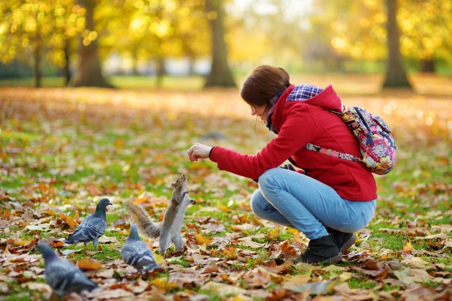 Feeding squirrels and pigeon in St James's Park in London, 