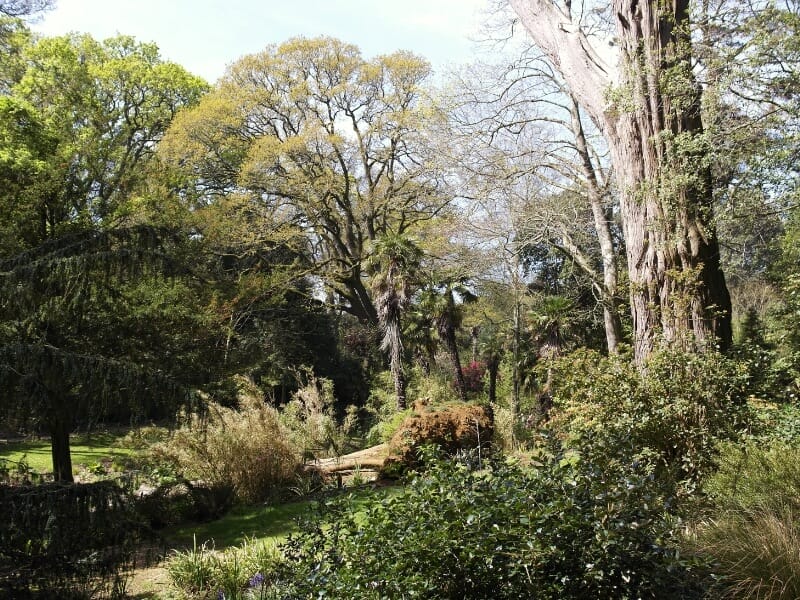 Abbotsbury Subtropical Gardens (2)