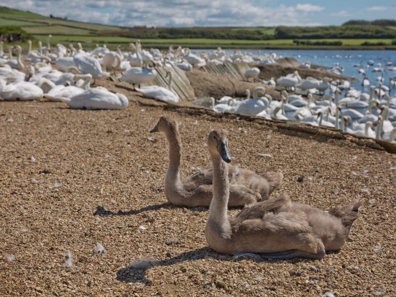 Abbotsbury Swannery