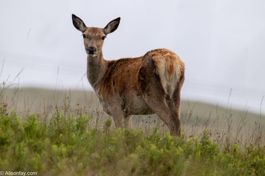 Deer on the Isle of Mull