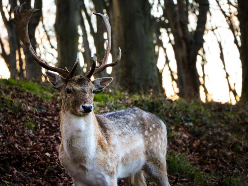 Deer in Pheonix Park