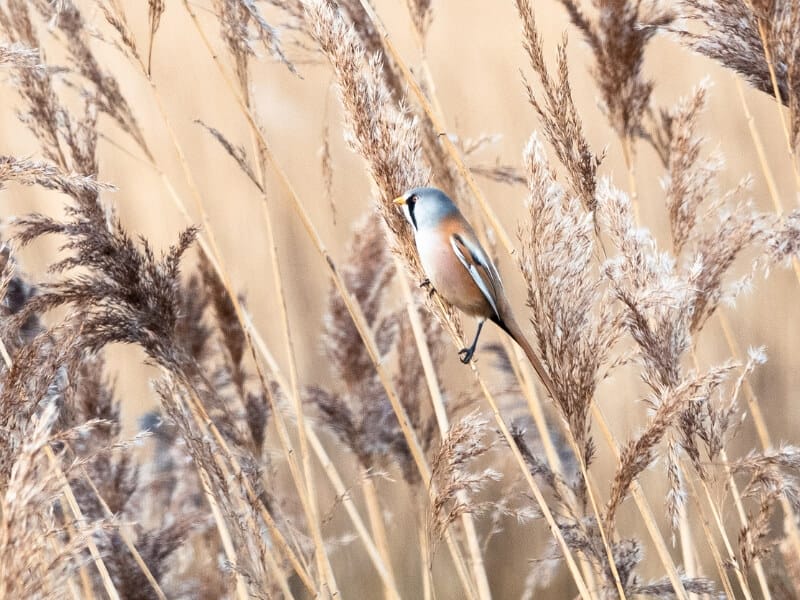 Bearded tit at RSPB Radipole Lake