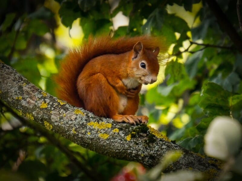 A Red Squirrel