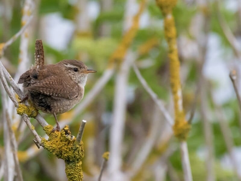 wren at Lodmoor Country Park