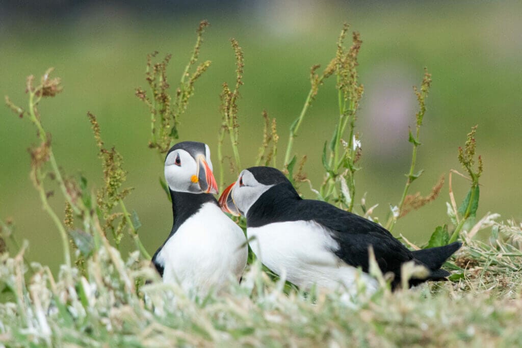 two Puffins in Scotland