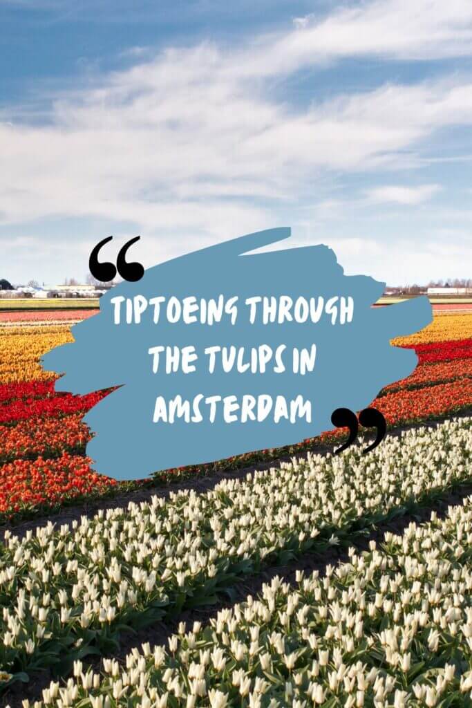 Tiptoeing through the tulips in Amsterdam